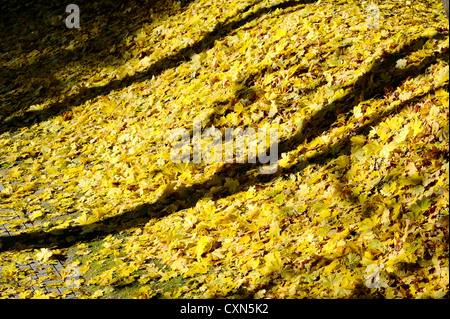 L'automne jaune feuilles d'érable dans le parc. Banque D'Images