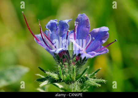 Echium vulgare Vipérine commune - deux fleurs closeup Banque D'Images