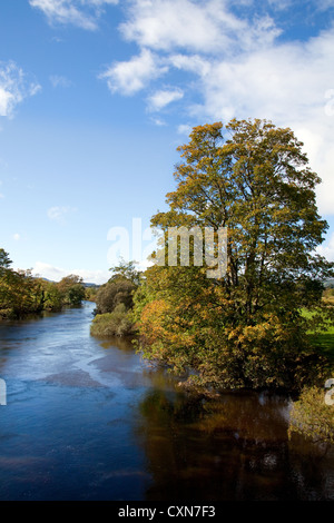 Vue de la rivière d'arbres en automne sur la Rivière Ure près de Leyburn, North Yorkshire Dales et National Park, Royaume-Uni Banque D'Images