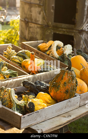 Les citrouilles et/ou les gourdes à l'Ottsville Farmer's Market, dans Ottsville, Bucks County, PA, USA Banque D'Images