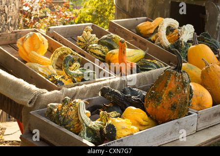 Les citrouilles et/ou les gourdes à l'Ottsville Farmer's Market, dans Ottsville, Bucks County, PA, USA Banque D'Images