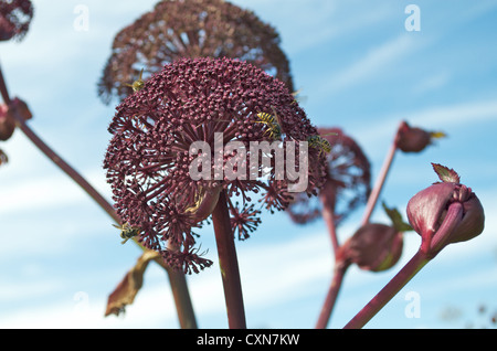 Angelica gigas de guêpes Banque D'Images