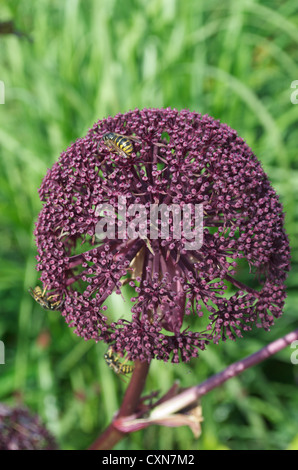 Angelica gigas de guêpes Banque D'Images