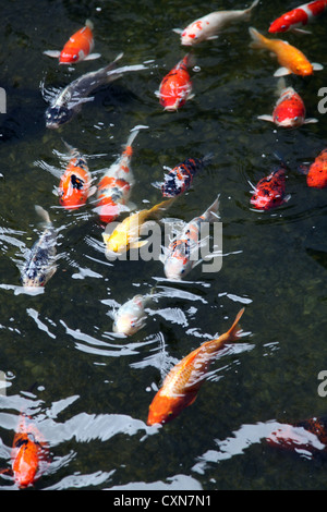 C'est une photo de nombreux poissons Koï rouge dans un étang en Thaïlande. Ce sont des poissons d'Asie. Certains sont rouge, blanc ou jaune. L'eau est sombre Banque D'Images