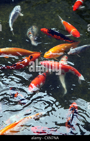 C'est une photo de nombreux poissons Koï rouge dans un étang en Thaïlande. Ce sont des poissons d'Asie. Certains sont rouge, blanc ou jaune. L'eau est sombre Banque D'Images