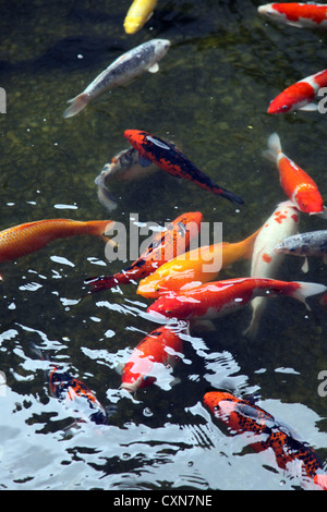 C'est une photo de nombreux poissons Koï rouge dans un étang en Thaïlande. Ce sont des poissons d'Asie. Certains sont rouge, blanc ou jaune. L'eau est sombre Banque D'Images