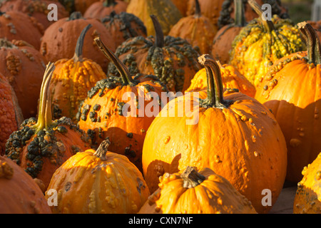 Les citrouilles et/ou les gourdes à l'Ottsville Farmer's Market, dans Ottsville, Bucks County, PA, USA Banque D'Images