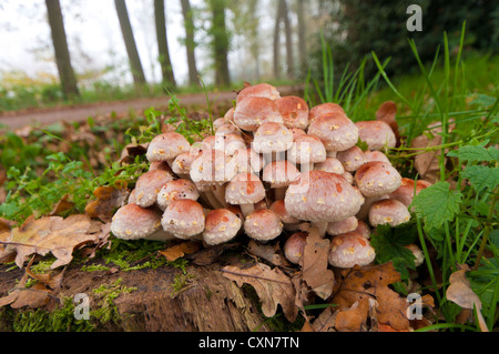 Bouquet de champignons sur un tronc d'arbre pourri Banque D'Images