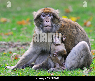 Macaque de Barbarie adulte et infantile dans la Forêt des Singes Banque D'Images