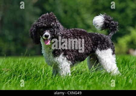 Caniche arlequin (Canis lupus familiaris) in garden Banque D'Images