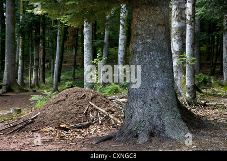 Les fourmis des bois du sud de fourmilière / horse fourmis (Formica rufa) en forêt Banque D'Images