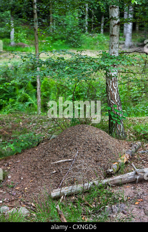 Les fourmis des bois du sud de fourmilière / horse fourmis (Formica rufa) en forêt Banque D'Images