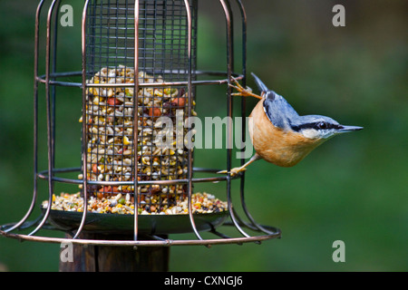 Sittelle torchepot (Sitta europaea) sur mangeoire en jardin Banque D'Images