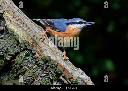 Sittelle torchepot (Sitta europaea) qui se nourrissent de tronc d'arbre dans la forêt Banque D'Images