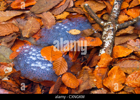 Oeufs de grenouille et de feuilles mortes dans un étang. Banque D'Images