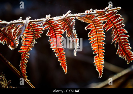 Fern en automne. Banque D'Images