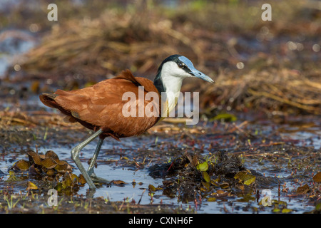 Jacana africain Actophilornis africanus) (faire son chemin à travers la végétation flottante, Okavango delta, Botswana. (Appelé aussi lilyt Banque D'Images