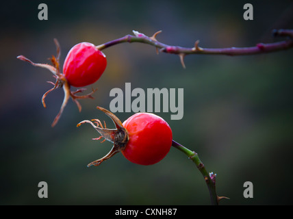 Chien d'églantier (rosa canina). Banque D'Images