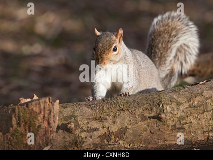 L'écureuil gris (Sciurus carolinensis) Escalade sur une branche tombée dans les bois, de l'espace à gauche de l'objet Banque D'Images