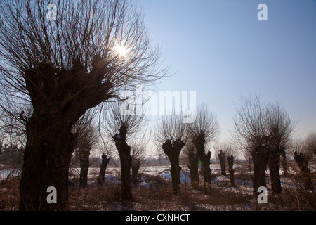 En hiver le Parc National Kampinoski près de Varsovie, Mazovie, Pologne, Europe, Banque D'Images