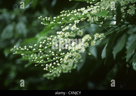 Laurier du Portugal Prunus lusitanica (Rosacées) Banque D'Images