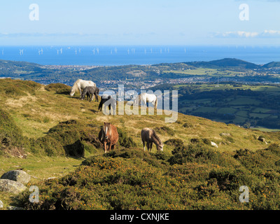 Troupeau de poneys Welsh Mountain sur Tal y Fan dans le Parc National de Snowdonia en Carneddau avec vue à l'autre. Le Nord du Pays de Galles Conwy UK Banque D'Images