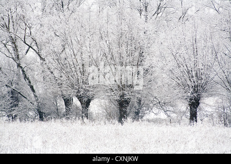 En hiver le Parc National Kampinoski près de Varsovie, Mazovie, Pologne, Europe, Banque D'Images