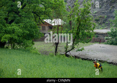 Kalash femme travaillant dans le domaine, Balanguru, vallée de Rumbur, Chitral, Khyber-Pakhtunkhwa, Pakistan Banque D'Images