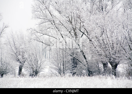 En hiver le Parc National Kampinoski près de Varsovie, Mazovie, Pologne, Europe, Banque D'Images