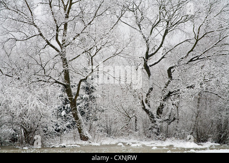 En hiver le Parc National Kampinoski près de Varsovie, Mazovie, Pologne, Europe, Banque D'Images