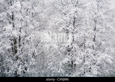 En hiver le Parc National Kampinoski près de Varsovie, Mazovie, Pologne, Europe, Banque D'Images