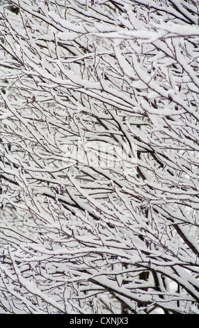 En hiver le Parc National Kampinoski près de Varsovie, Mazovie, Pologne, Europe, Banque D'Images