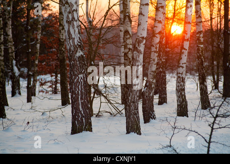 En hiver le Parc National Kampinoski près de Varsovie, Mazovie, Pologne, Europe, Banque D'Images