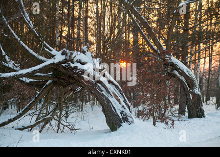 En hiver le Parc National Kampinoski près de Varsovie, Mazovie, Pologne, Europe, Banque D'Images