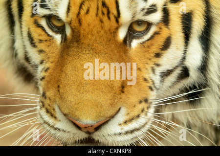 Closeup portrait of Siberian Tiger head Banque D'Images