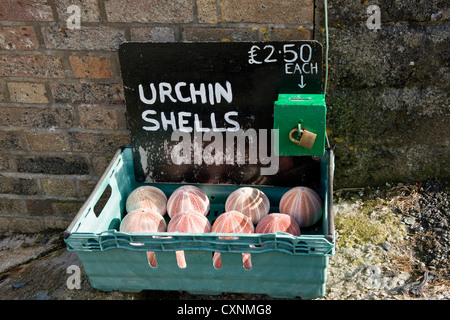 Sea Urchins à vendre. Portloe, Cornouailles, Angleterre Banque D'Images