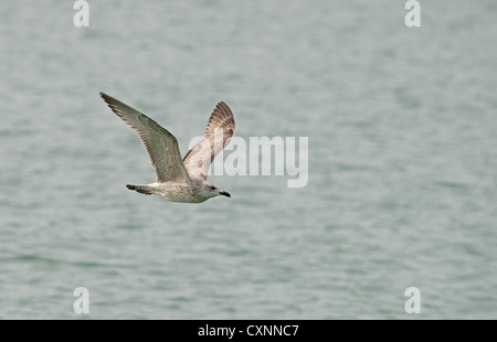 JUVENILE Herring Gull Larus argentatus en vol. UK Banque D'Images