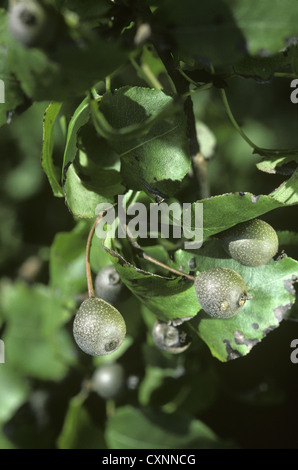 Plymouth Poire Pyrus cordata (Rosacées) Banque D'Images