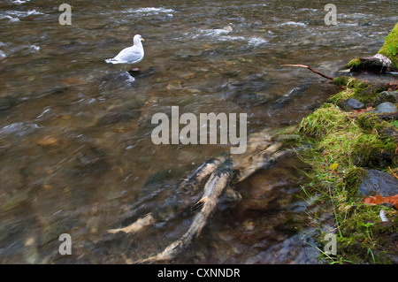 CA, l'île de Vancouver, Victoria, parc provincial Goldstream. La récolte des mouettes et faible pendant le frai du saumon en train de mourir. Banque D'Images
