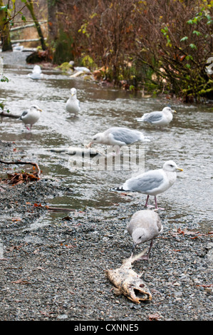 CA, l'île de Vancouver, Victoria, parc provincial Goldstream. La récolte des mouettes et faible pendant le frai du saumon en train de mourir. Banque D'Images