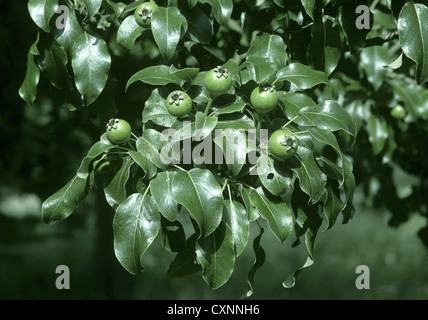 Poire de neige Pyrus nivalis (Rosacées) Banque D'Images