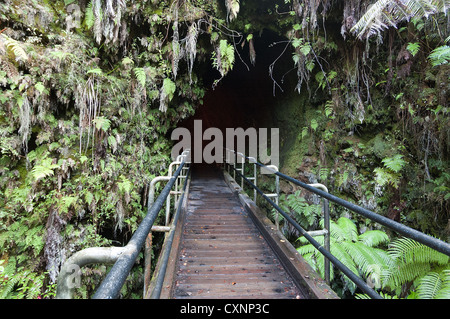 Elk284-2349, Big Island, Hawaii Volcanoes National Park, Thurston Lava Tube Banque D'Images