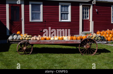 Les agriculteurs wagon chargé avec des citrouilles, courges et de squash pour la vente. Banque D'Images