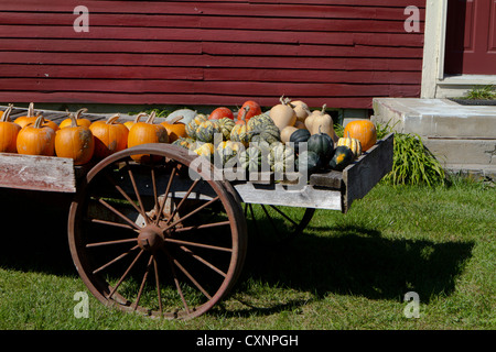 Les agriculteurs wagon chargé avec des citrouilles, courges et de squash pour la vente. Banque D'Images