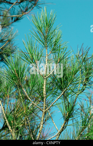Pin Pinus brutia calabrais (Pinaceae) Banque D'Images