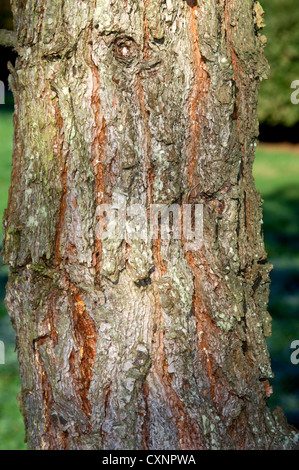 Pin Pinus brutia calabrais (Pinaceae) Banque D'Images