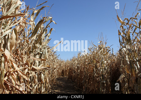 Un labyrinthe de maïs. Banque D'Images