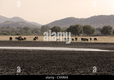 Troupeau d'éléphants se tenir à côté d'un trou d'eau presque sec au cours d'une sécheresse au Parc National Minneriya au Sri Lanka. Banque D'Images