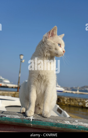 Chat blanc, assis sur le bateau de pêche en port, Chora, Mykonos, Cyclades, Mer Égée, Grèce Région Sud Banque D'Images