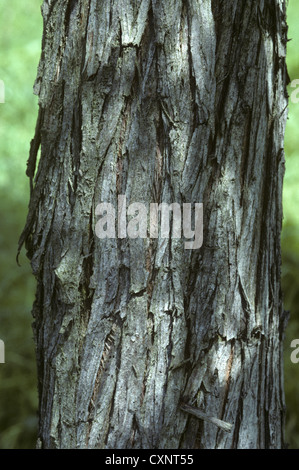 Étang Cypress Taxodium ascendens (Taxodiaceae) Banque D'Images